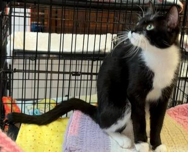 MOLLY, adult, available for adoption