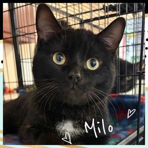 MILO, adult, available for adoption