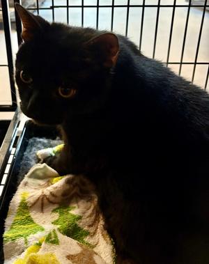 A black cat with yellow eyes sitting on a patterned blanket inside a cage.