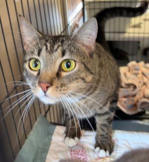 Dumpling, adult, available for adoption