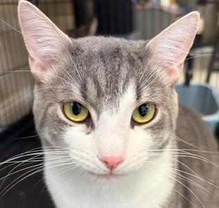 Cheeto, adult, available for adoption