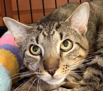 MYERS, adult, available for adoption