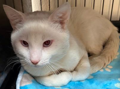 AL, adult, available for adoption