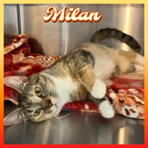 MILAN, adult, available for adoption