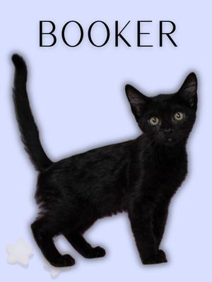 A black cat standing on a light blue background with the word "BOOKER" written above it.