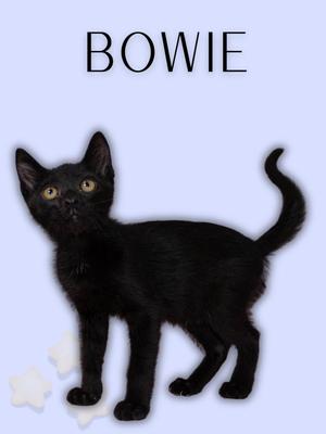 A black kitten named Bowie standing on a light blue background with white stars.