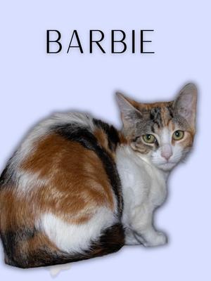 Barbie, young, available for adoption