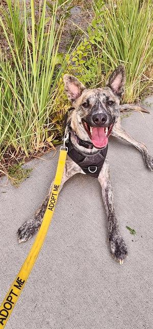 Yodi, Cattle Dog / Shepherds (All Types), adult, available for adoption