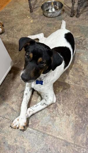 Dora, Cattle Dog / Mixed Breed, young, available for adoption