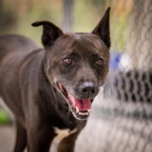 Gong- Ju, Jindo / Labrador Retriever, senior, available for adoption
