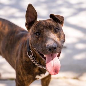 Delaney, Bull Terrier, young, available for adoption
