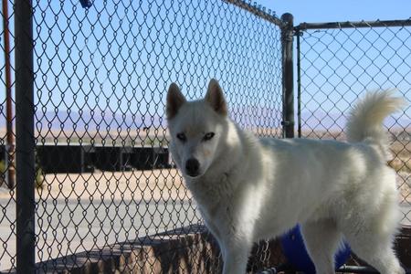 Kane, Husky, senior, available for adoption