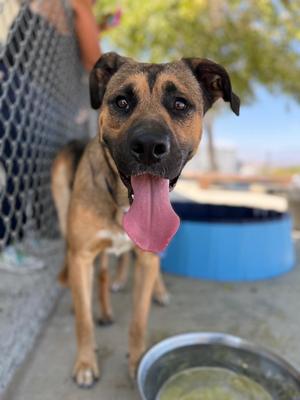 Butch Cassidy, Shepherd, young, available for adoption