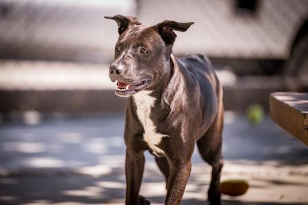 Frost, Pit Bull Terrier / Australian Cattle Dog / Blue Heeler, young, available for adoption