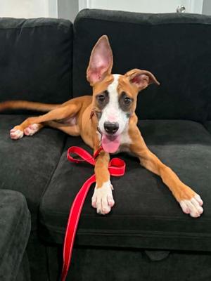 June Carter, Shepherd / Belgian Shepherd / Malinois, puppy, available for adoption