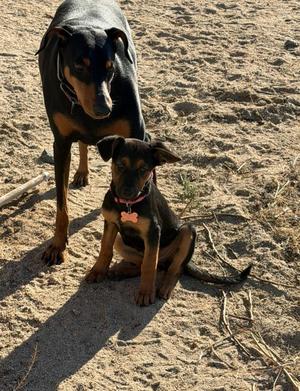 Blossom, Shepherd, puppy, available for adoption