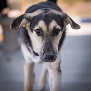A close-up of a dog with a black and tan coat, looking directly at the camera.
