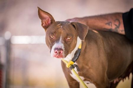 Holly, Pit Bull Terrier, adult, available for adoption