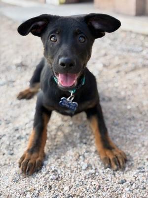 Mojo, Shepherd, puppy, available for adoption