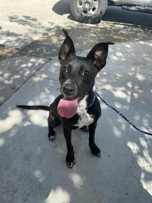 A black dog with pointed ears and a white chest patch sits outside with its tongue hanging out.
