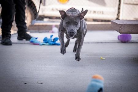 A gray dog running towards the camera on a concrete surface, with a person's legs and a toy in the background.