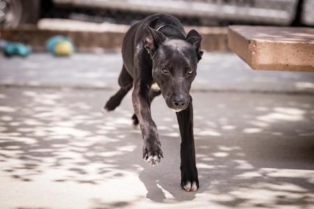 Emmy Lou, Shepherd / Belgian Shepherd / Malinois, puppy, available for adoption
