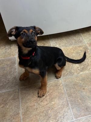 Macho, Shepherd, puppy, available for adoption