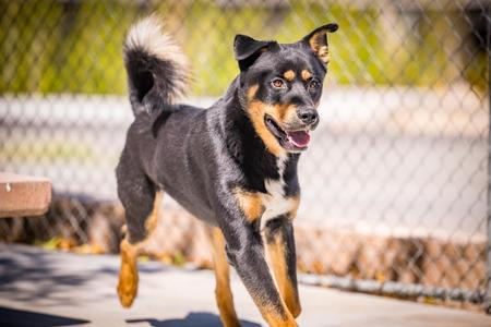 R. Lee Ermey, Rottweiler / Shepherd, young, available for adoption