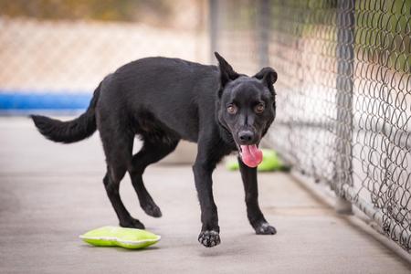 Shorty, Terrier / Australian Cattle Dog / Blue Heeler, puppy, available for adoption