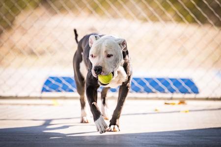 Jack Skellington, Pit Bull Terrier, young, available for adoption