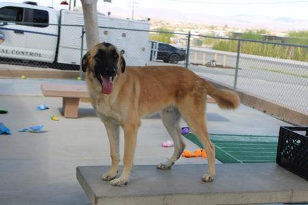 Nez, Great Pyrenees / German Shepherd Dog, puppy, available for adoption