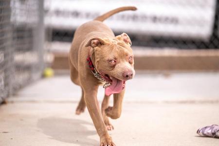 A light brown pitbull with its tongue hanging out is running forward with a red collar and metal chain.
