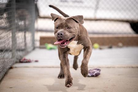 A grey pit bull dog with white markings on its chest is running forward with its tongue out, appearing to be in an outdoor enclosure.