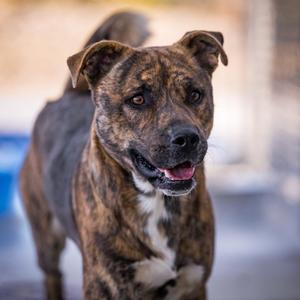 Rocky, Shepherd / Pit Bull Terrier, young, available for adoption