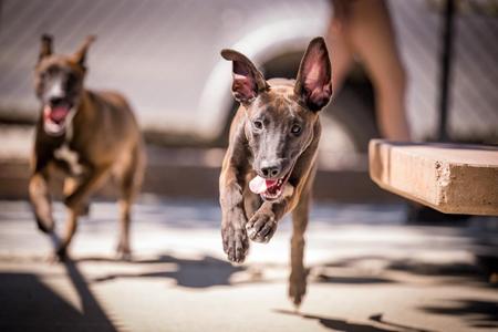 Dolly, Shepherd / Belgian Shepherd / Malinois, puppy, available for adoption