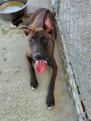 A brown dog with a pink tongue sticking out, lying on a concrete floor next to a metal bowl and a chain-link fence.
