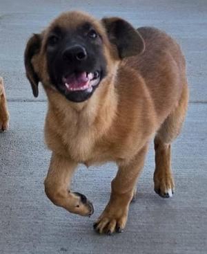 A brown puppy with a black muzzle and floppy ears is walking on a concrete surface. The puppy has a happy expression with its mouth open, showing its teeth and tongue.