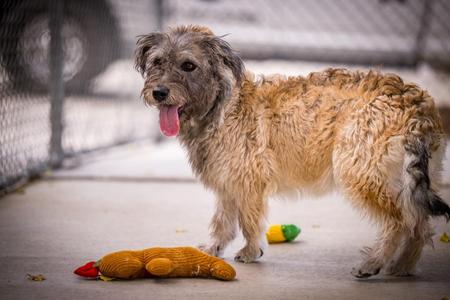 Bobby (Tucker), Terrier, puppy, available for adoption