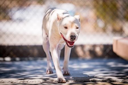 Canelo, Pit Bull Terrier, young, available for adoption
