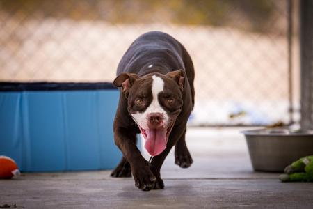 Ribbit, Pit Bull Terrier / American Bulldog, young, available for adoption