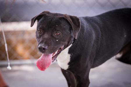 Ghost Face, Pit Bull Terrier / Australian Cattle Dog / Blue Heeler, young, available for adoption