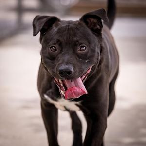 Spot-a-Kiss, Pit Bull Terrier / Australian Cattle Dog / Blue Heeler, young, available for adoption