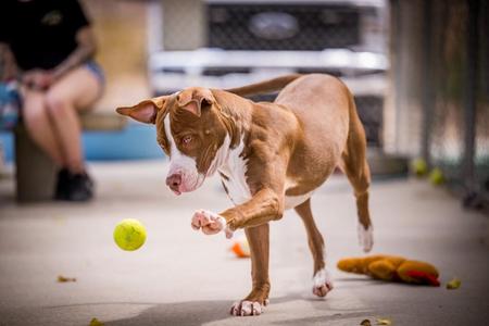 Brock, Pit Bull Terrier, young, available for adoption