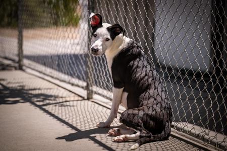 Snow white, Pit Bull Terrier, adult, available for adoption