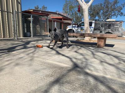 Buddy (Ruffles)(Casper), Australian Cattle Dog / Blue Heeler, adult, available for adoption