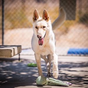 Loki, Shepherd, adult, available for adoption