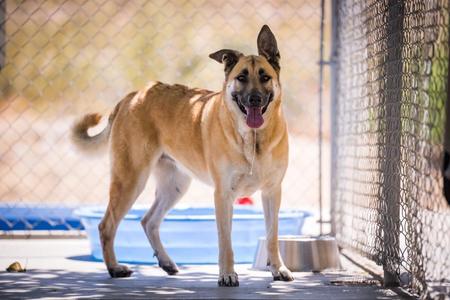 A tan and black dog stands in front of a chain-link fence, panting with its tongue out.