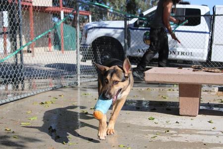 Rocky, German Shepherd Dog, young, available for adoption