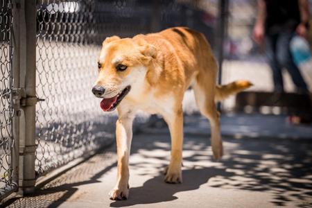Brownie, Shepherd, young, available for adoption