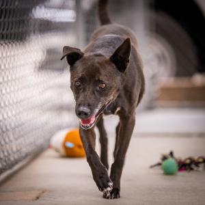 Gong- Ju, Jindo / Labrador Retriever, senior, available for adoption